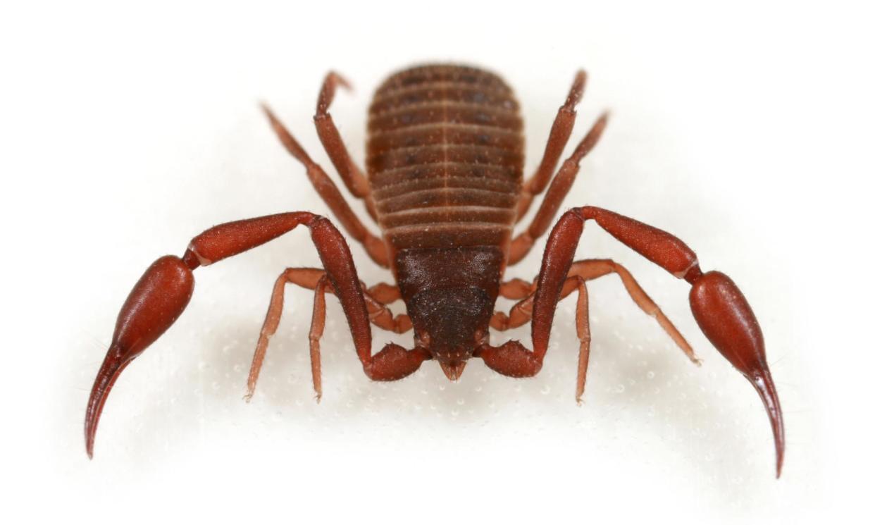 <span>Chelifer cancroides kills prey with venom stored in its claws.</span><span>Photograph: Stefan Sollfors/Alamy</span>