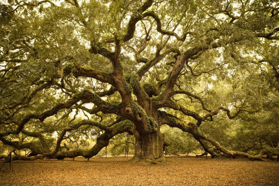 South Carolina: Angel Oak