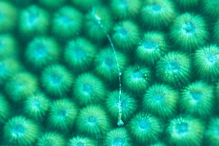 Macro photography reveals the intricate structures of one of many tiny marine invertebrates that make up the surface of Western Shoals Reef. These organisms have little tolerance for sediment. Photo by Jim Haw.