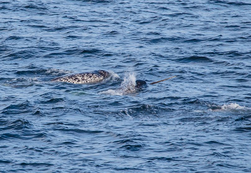 A blessing of elusive narwhals in the Arctic Circle.