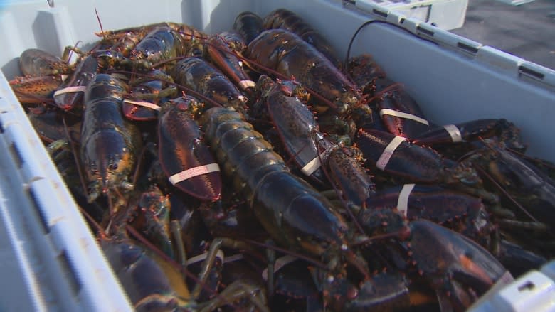 Bay of Fundy tidal energy battle heads to court Thursday