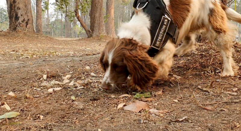 Taylor, a koala detection dog, sniffs fresh koala scat during a demonstration that shows how the dog spots the marsupial, at Port Macquarie, New South Wales, Australia