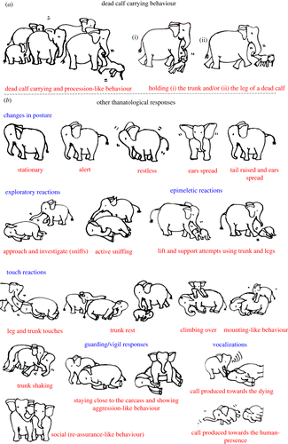 Illustrations showing responses to dead calf behavior.  / Credit: Royal Society of Open Science