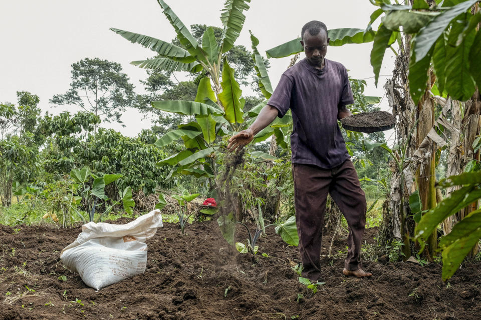 Farmer Joseph Wagudoma applies organic fertilizer produced from food waste by larvae of the black soldier fly to the crops in his garden at Kangulumira, Kayunga District, Uganda Monday, Sept. 5, 2022. Uganda is a regional food basket but the war in Ukraine has caused fertilizer prices to double or triple, causing some who have warned about dependence on synthetic fertilizer to see larvae farming as an exemplary effort toward sustainable organic farming. (AP Photo/Hajarah Nalwadda)