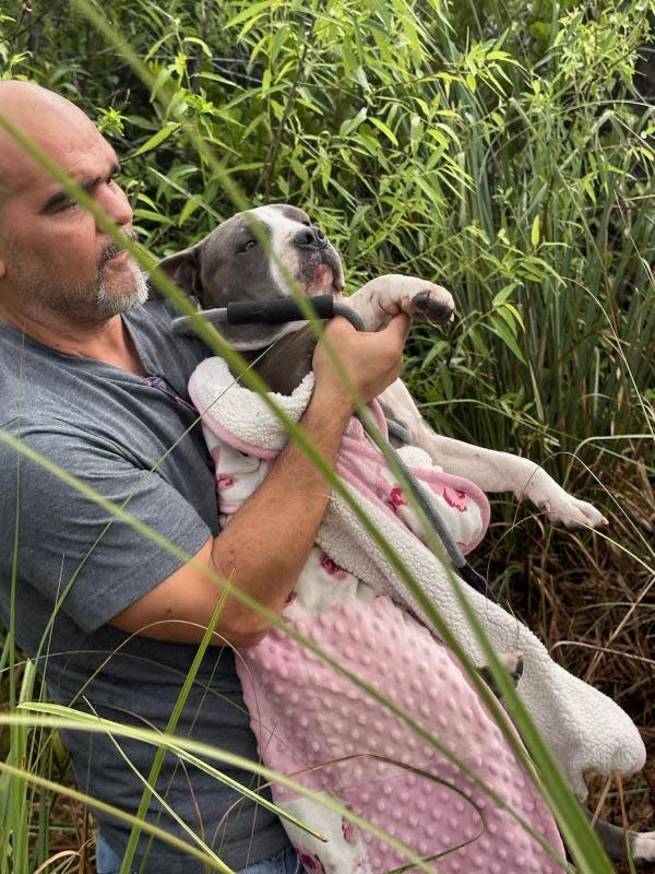 Hector Vega, of Homestead, rescues a female pit bull in the Redlands of the Everglades Wednesday, March 6, 2024, in Miami-Dade County. Vega and two other dog rescuers searched for four days for the dog. Along with the adult female, two puppies were found, one was taken to Miami Town and Country Animal Hospital while the other died in the mangroves.