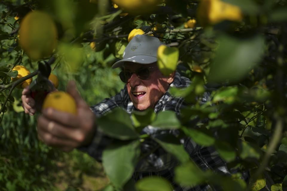 Sixth-generation lemon farmer Pierre Ciabaud collects lemons at his farm in Menton, France, Wednesday, March 6, 2024. “The valleys of Menton used to be covered with lemon groves, there were trees everywhere,” Ciabaud said. (AP Photo/Daniel Cole)