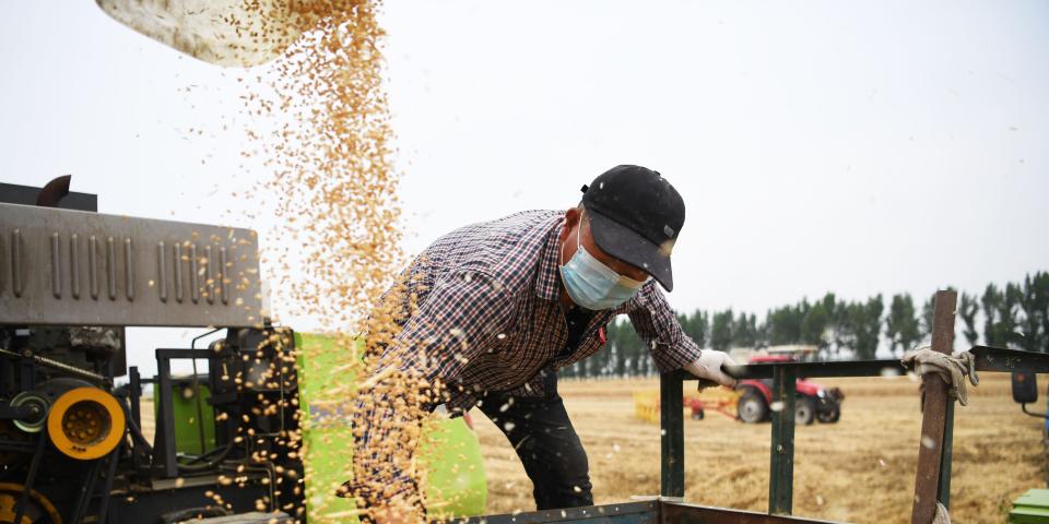 A farmer harvests wheat in the fields in Huyang Town of Tanghe County, Nanyang City, central China's Henan Province, M