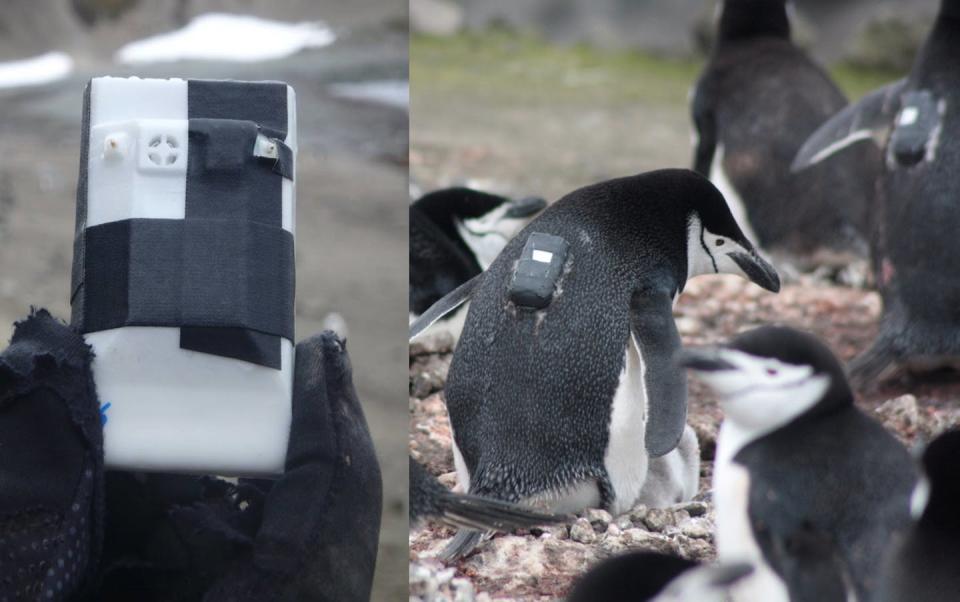 Instrumento GPS que se adhiere a la espalda de los pingüinos. Andrés Barbosa, Author provided