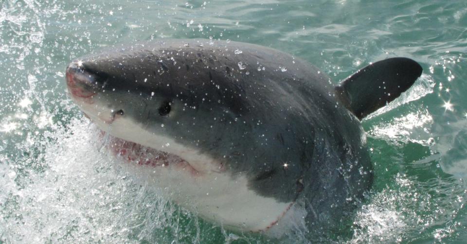 Female great white sharks grow to an average length of more than 4 metres (PA)
