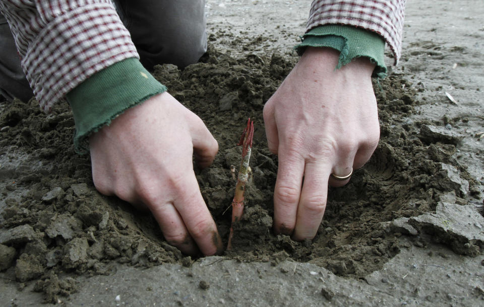 In this April 26, 2012, photo, Brian Colleran, a coordinator for the knotweed program for the state of Vermont, digs up Japanese knotweed in Bethel, Vt. The flood waters of Tropical Storm Irene and work to remove silt and restore roads afterward had an unintended consequence: they spread Japanese knotweed, an invasive plant that has already clogged some river banks and roadsides in Vermont. (AP Photo/Toby Talbot)