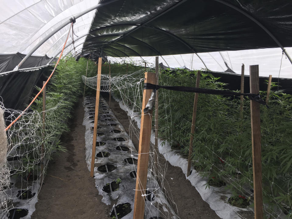 FILE - This Wednesday, June 19, 2019, file photo released by the Santa Barbara County Sheriff shows an illegal cannabis cultivation site in the City of Santa Maria, in San Luis Obispo County, Calif. The number of felony marijuana arrests in California continued to plunge in 2019 in the age of legalization, but another trend remained unchanged: those arrests fell disproportionately on Hispanics and Blacks, state data showed. (Santa Barbara County Sheriff via AP, File)