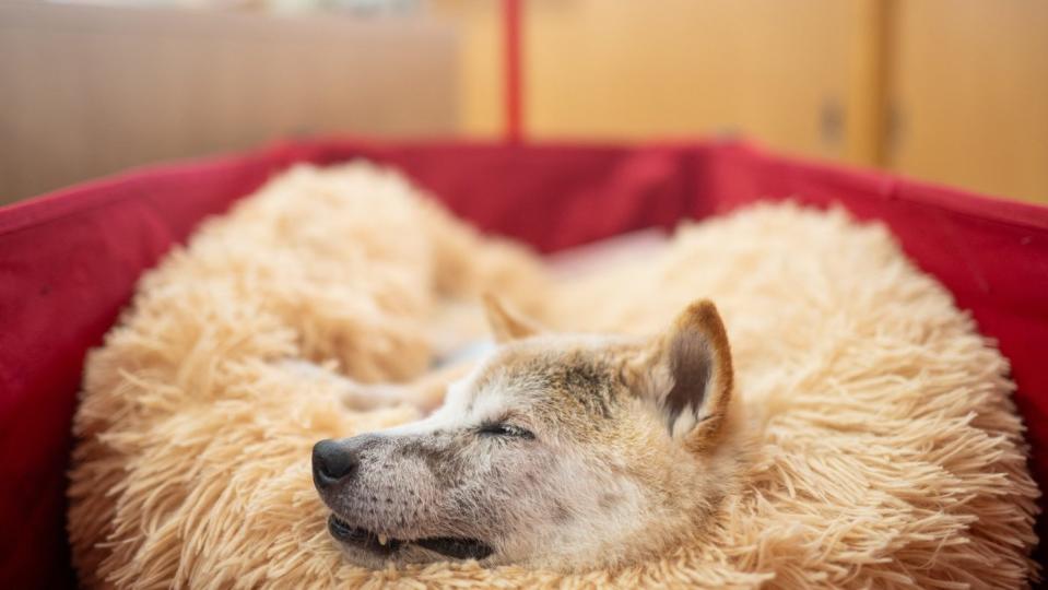 Japanese dog Shiba Inu Kabosu, better known by the logo name of the cryptocurrency Dogecoin, rests at the desk of its owner Atsuko Sato after playing with children at a kindergarten in Narita, Chiba Prefecture, in east of Tokyo on March 19, 2024. Kabosu died at the age of 18, according to his owner.