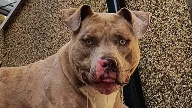 The American Bully XL and the problem with dog bans - Big Think