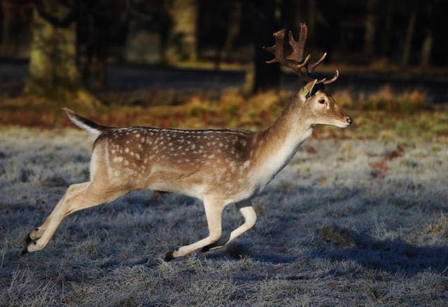 A fallow deer in a frosty Phoenix Park in Dublin