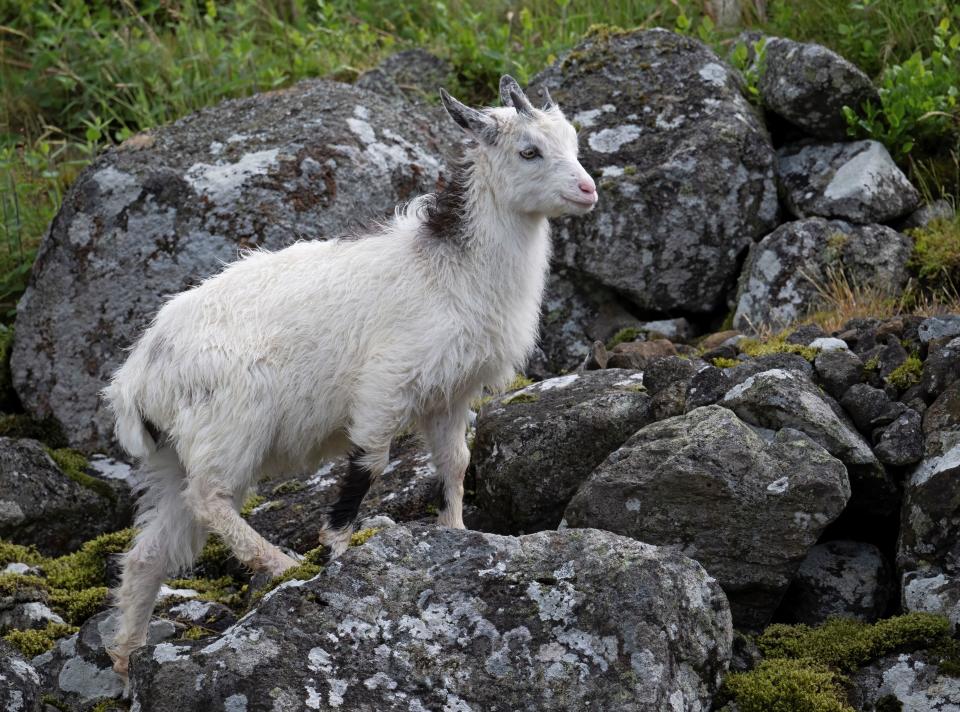A Cheviot Goat scrambles over some rocks