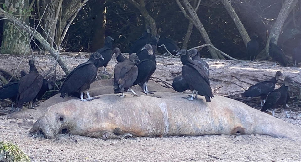 A dead manatee being picked apart by vultures on the Florida shore.