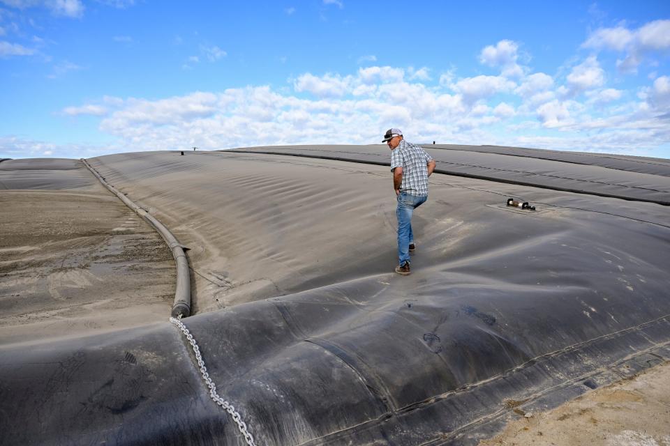 Third generation dairyman Jared Fernandes walks Tuesday, February 15, 2022 on the cover of the digester lagoon at Legacy Ranch #2. The Pixley dairy uses processes including the digester to reclaim methane gas from manure.