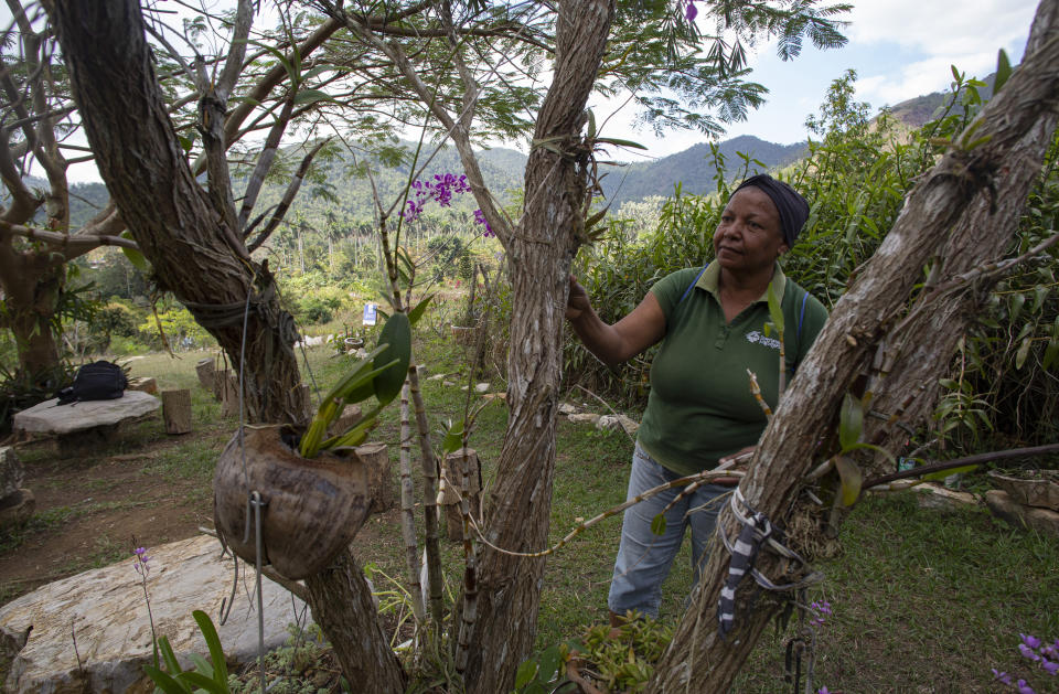 Eloísa Bocourt Vigil camina por su finca La Caléndula, partícipe del proyecto "Conectando Paisajes" en la Sierra del Rosario, en la provincia de Artemisa, Cuba, el miércoles 22 de febrero de 2023. "Conectando Paisajes" es un proyecto que pretende proteger la biodiversidad de las montañas, desde la base hasta la cima. (AP Foto/Ismael Francisco)