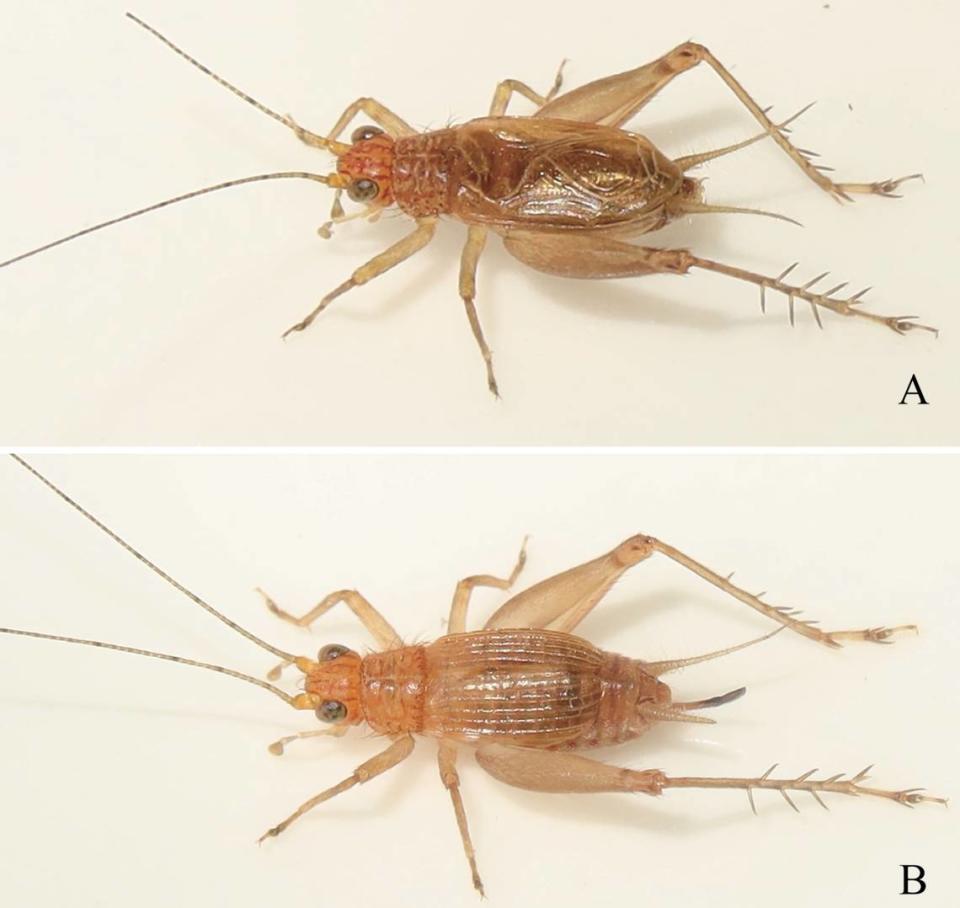 A male (top) and female (bottom) Svistella yayun, or beautiful music sword-tail cricket.