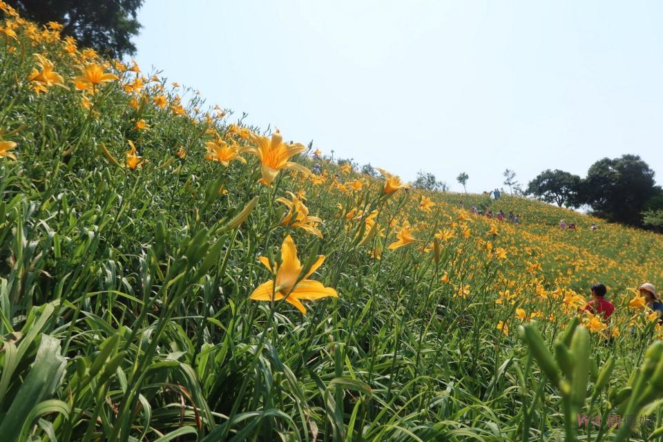 ▲參山國家風景區管理處與虎山巖寺管委會聯合宣布，金針花季將進入盛開期，邀請全國遊客來虎山巖賞花共度母親節。（記者陳雅芳攝）