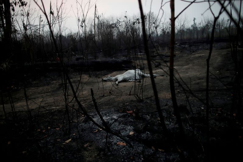 Pictures of the Year: Fires in the Amazon: a barrier to climate change up in smoke