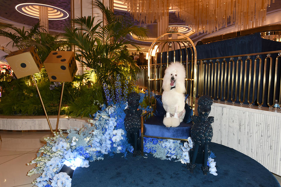 Fifi the poodle - Poodle Room - Fontainebleau Las Vegas