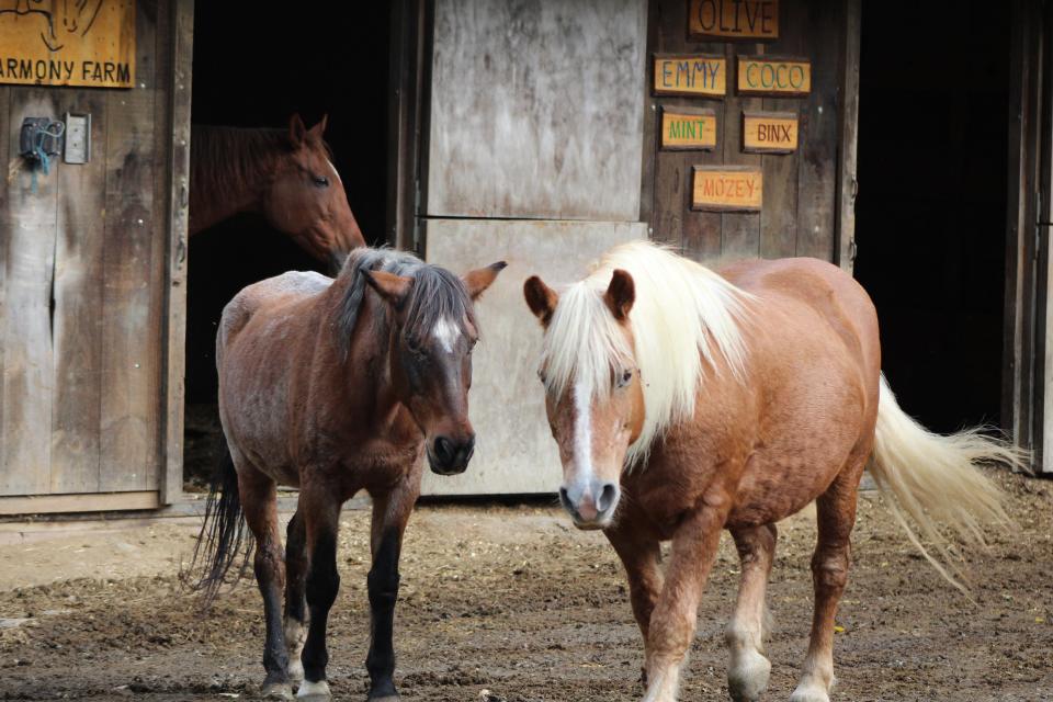 Coco, Olive, and Emmy are the main horses used at High Ridge Harmony Farm during equine therapy sessions. Barbara Cudak said Olive is the farm's barn diva and their biggest horse, while Coco is the old grumpy barn man and Emmy is the sweetest of the three.