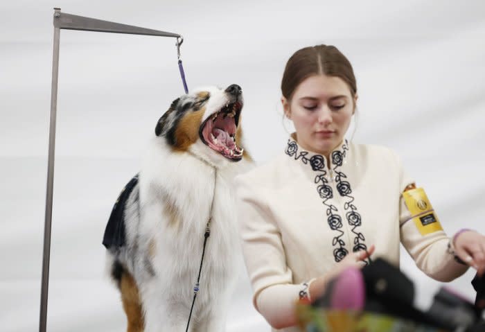 Canines compete in Westminster Dog Show 2024