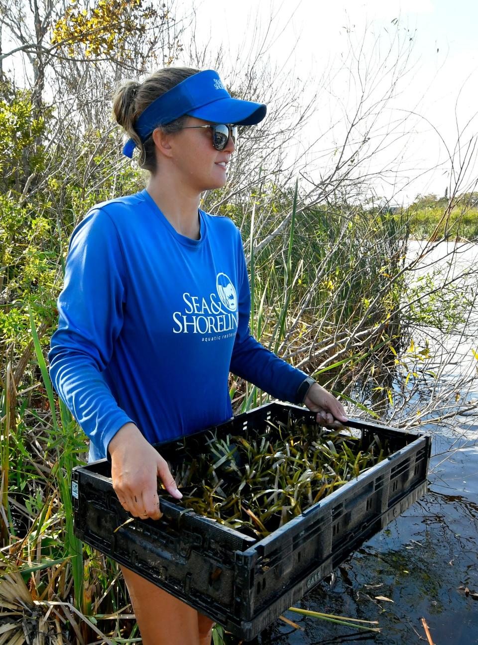  Katie Kramer, senior biologist, carrying seagrass to be placed in the water.  A crew from Sea & Shoreline Aquatic Restoration and Fish and Wildlife Foundation of Florida were at Goode Park on Turkey Creek in Palm Bay. They are working on a series of  projects in the Indian River Lagoon tributaries, to restore meadows of seagrass and submerged aquatic vegetation. They are placing over a hundred temporary cages over the plants so they can grow stronger.