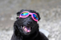 <p>Madison the dog watches the solar eclipse in Nashville, Tennessee. (Photo: Harrison McClary/Reuters) </p>