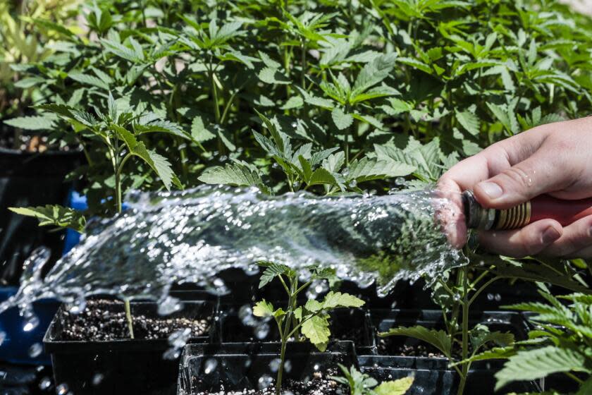 Yucca Valley, CA, Thursday, May 13, 2021 - Illegal pot farms are multiplying throughout the high desert. Juvenile marijuana plants grow in a backyard residential plot. (Robert Gauthier/Los Angeles Times)