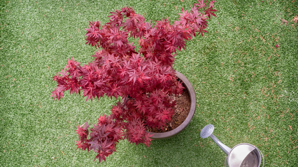 Japanese maple plant