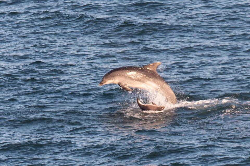 A dolphin is seen breaching beside a smaller porpoise.