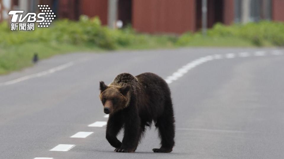 熊闖入日本北秋田市市區，5人遇襲受傷。圖非當事熊隻。（示意圖／shutterstock達志影像）