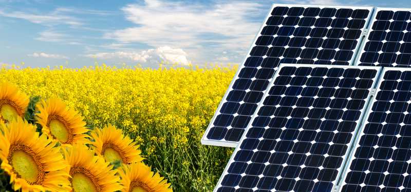 A field of a sunflowers with solar panels.