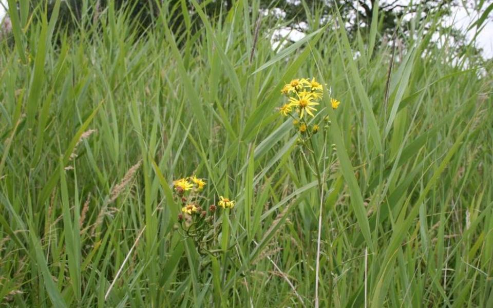 fen ragwort. Some of the UK's rarest plants are at risk of extinction unless action is taken to look after the road verges that have become their final refuge - Credit: Tim Pankhurst/Plantlife