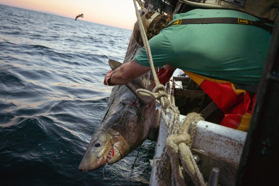 A crew member aboard a commercial fishing boat off the coast of Maine tries to cut a shark loose from a gillnet. Sharks often are caught accidentally by fishermen pursuing other species. <a href="https://www.gettyimages.com/detail/news-photo/crew-member-aboard-a-commercial-fishing-boat-tries-to-cut-a-news-photo/1243631026" rel="nofollow noopener" target="_blank" data-ylk="slk:Mailee Osten-Tan/SOPA Images/LightRocket via Getty Images;elm:context_link;itc:0;sec:content-canvas" class="link ">Mailee Osten-Tan/SOPA Images/LightRocket via Getty Images</a>