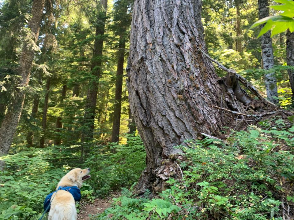Comet passes an old-growth tree in the Mount Jefferson Wilderness.