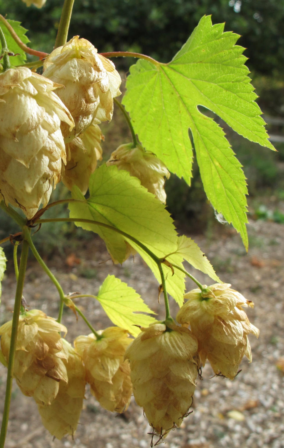 This October 2, 2012 photo shows Hop plants, which are vigorous climbers and can be trained to grow on fences and trellises, like these alongside a vineyard in Langley, Wash. Hop seed cones shown here can be used to stabilize and flavor beers in the brewing process. High-spirited gardeners are transforming their plants into beers, cocktails and liqueurs. (AP Photo/Dean Fosdick)