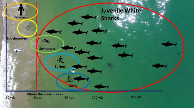 Graphic showing that juvenile white sharks swam closest to paddle boarders.