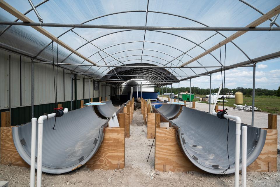 This outdoor facility, which is still under construction at Mote Aquaculture Research Park, will eventually contain algae. Water from tanks housing Caribbean king crabs inside the facility will flow to the aquaponics system. Nutrients produced by the crabs will feed the algae, which will then clean the water, which will circulate back into the tanks. Algae also serves as a major food source for the crabs.