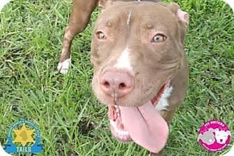 Marigold is 1 year old. She is very sweet, smart and submissive to other dogs. Here is <a href="http://www.adoptapet.com/pet/14092359-jacksonville-florida-american-pit-bull-terrier-mix" target="_blank">Marigold's adoption listing</a>. Please email sisters@pitsisters.org for more information. Find out more from <a href="https://www.facebook.com/PitSisters/?fref=ts" target="_blank">Pit Sisters</a>.