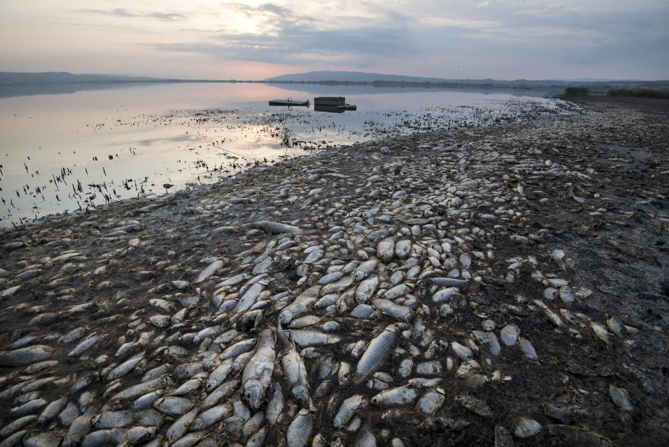 Dead fish lie on the shores of Koroneia Lake in northern Greece, on Thursday, Sept. 19, 2019. Tens of thousands of dead fish are washing up as the water level has plummeted to less than a meter deep (three feet) and the lack of oxygen in the water is leading to mass mortality of everything in it. (AP Photo/Giannis Papanikos)