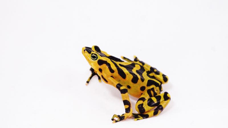 A Panamanian golden frog.