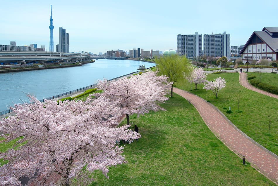 日本東京的櫻花今年提早盛開，專家紛紛警告，這樣的現象恐是更嚴重的氣候危機徵兆。   圖：翻攝自東京旅遊 Go Tokyo臉書