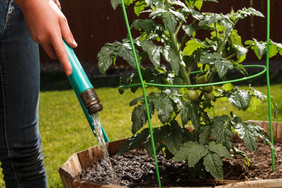 A person watering their tomato plant with a garden hose