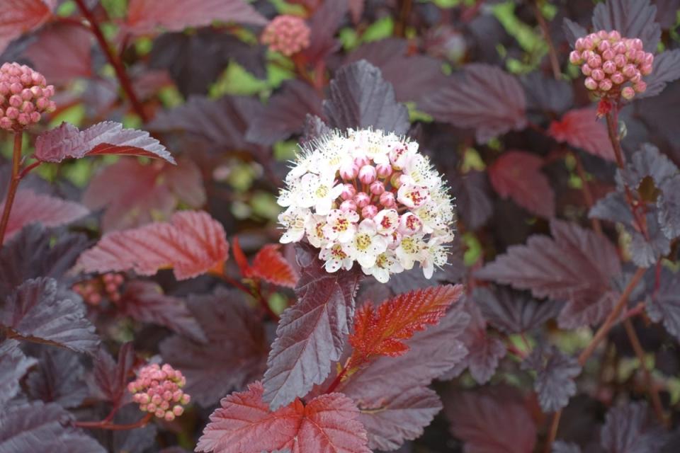 Ninebark plant with small cluster of white flowers and reddish-purple leaves