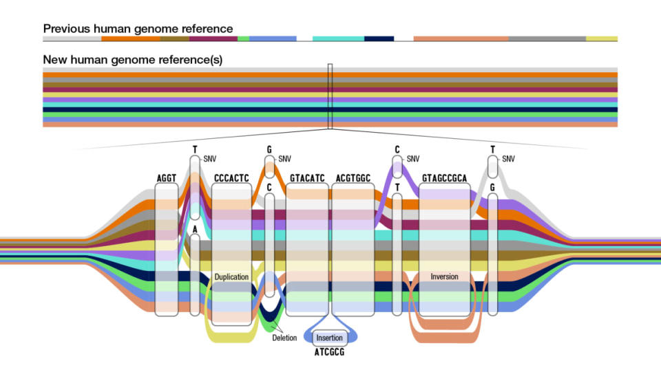 <div class="inline-image__caption"><p>The new pangenome reference is a collection of different genomes from which to compare an individual genome sequence. </p></div> <div class="inline-image__credit">Darryl Leja, NHGRI.</div>