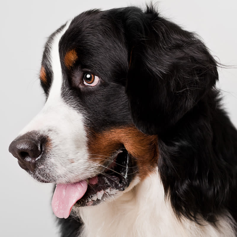 20ème chien préféré des Français : le Bouvier Berlinois