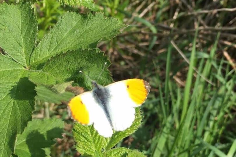 An Orange-tip butterfly pictured at Kersal Moor